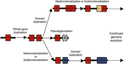 The Importance of Gene Duplication and Domain Repeat Expansion for the Function and Evolution of Fertilization Proteins